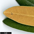 SpeciesSub: subsp. degronianum